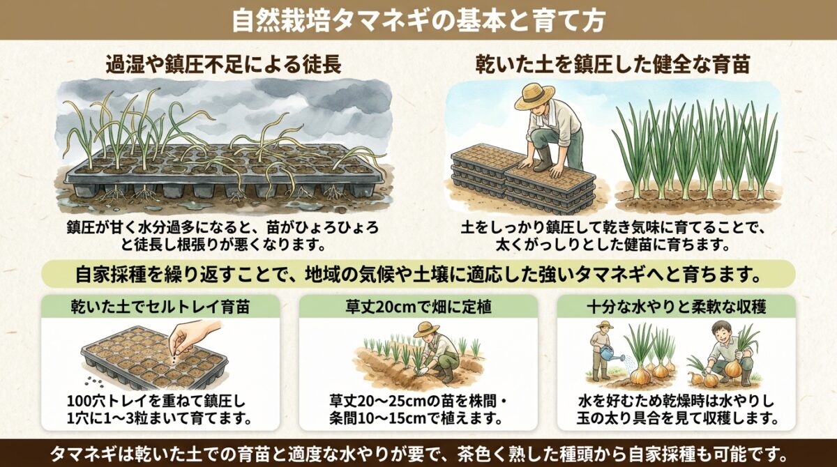 自然栽培で育てるタマネギの基本|種採りから種まき・定植・収穫までの流れ
