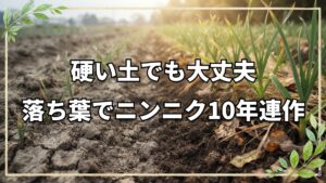 ニンニク10年連作と落ち葉の土作り
