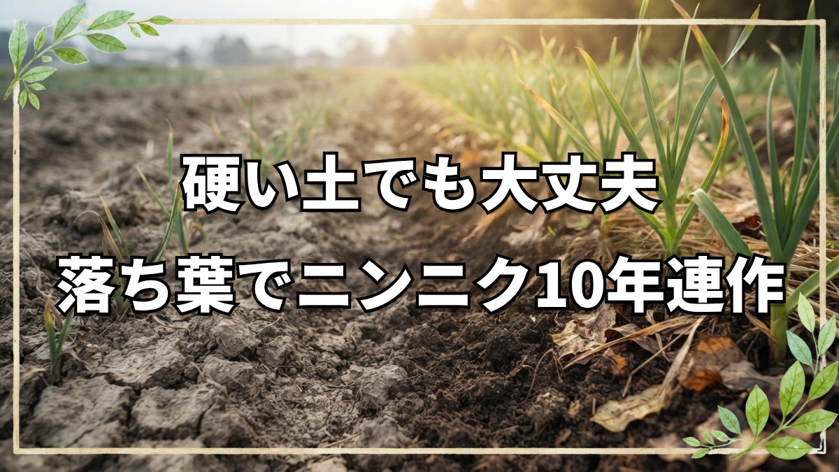 ニンニク10年連作と落ち葉の土作り