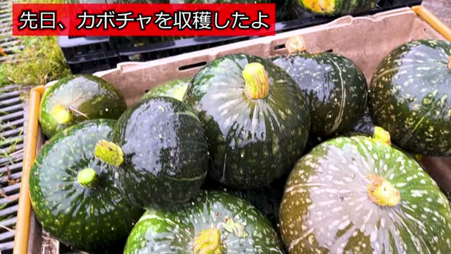 4. 実践への学び:土と種を信じて続けること
