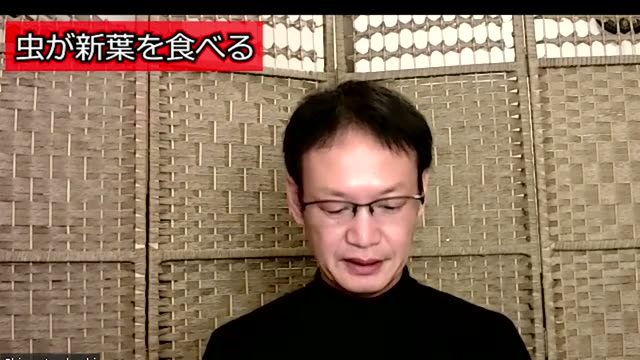 発芽直後に虫に食べられてしまう場合の対策
