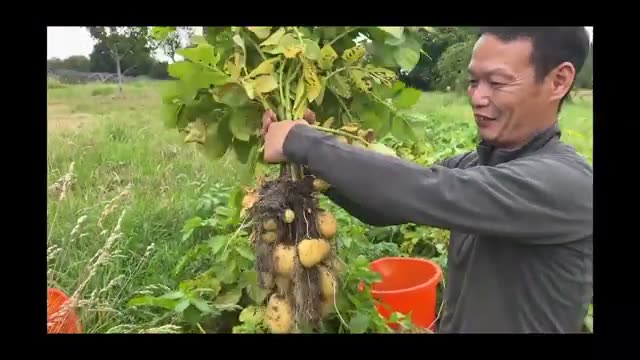 異常気象をものともしない自然農法の底力