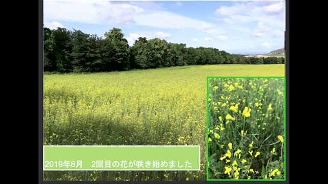 害虫の猛攻から大復活!スコットランド50haの菜種栽培