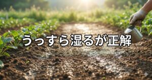【自然栽培の基礎】発芽率を劇的に上げる!プロが教える「うっすら湿る」水管理のコツ