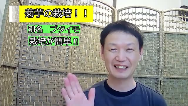 菊芋の栽培・植え付けのポイント