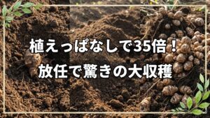 植えっぱなしで35倍!菊芋の自然栽培