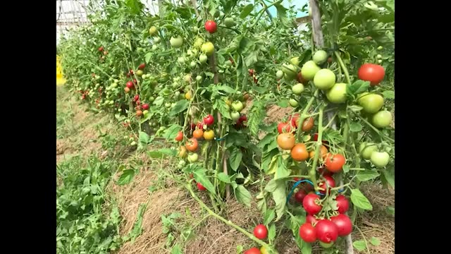 2. 草マルチなしでも栽培は可能?