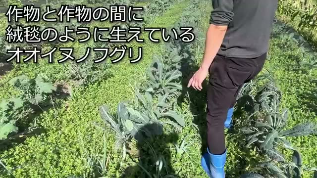 畑の土バロメーター|オオイヌノフグリやハコベが生える意味