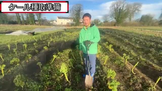 ケールの種取り準備|力強い親株の選定と移植のコツ