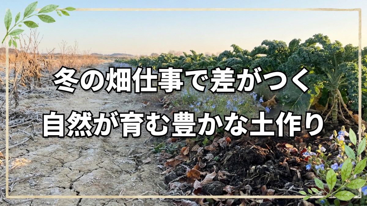 冬の自然農法：種取り・堆肥・草の観察