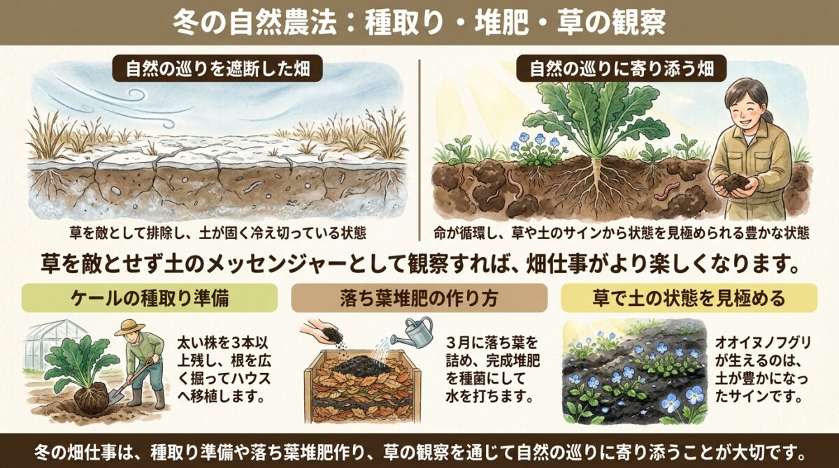 冬の自然農法:種取り・堆肥・草の観察