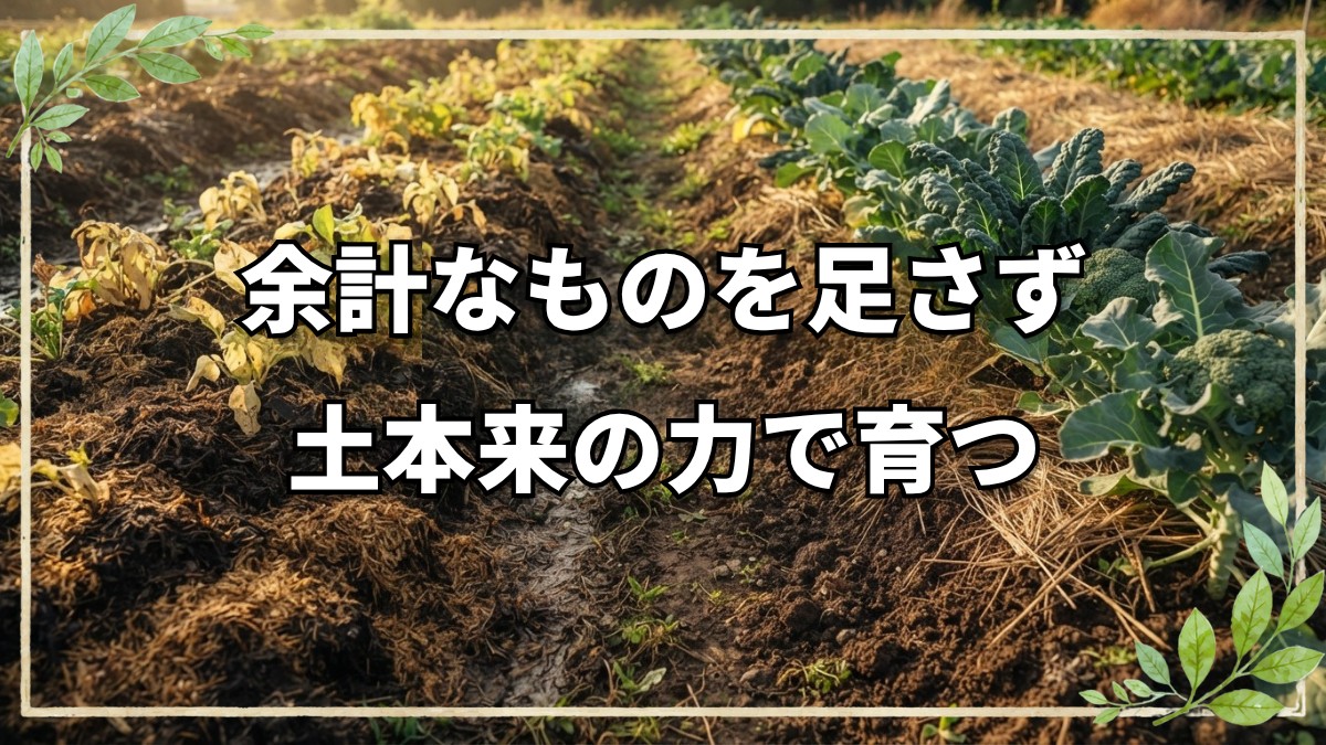 自然農法で米ぬかや海藻を畑に入れない理由