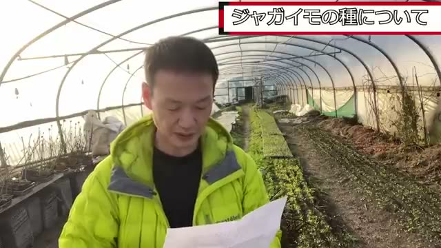 ジャガイモの種芋選びと残った葉の扱い方