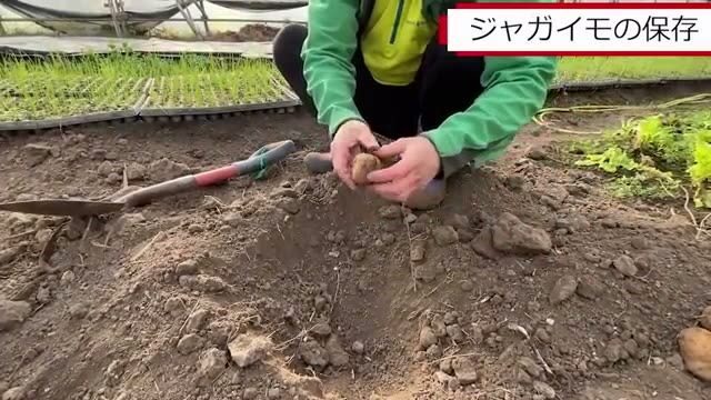 ハウスの土に埋める保存方法|氷点下4度でも腐らない条件