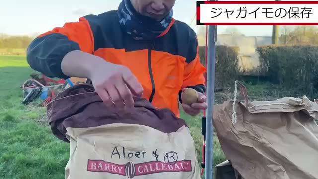 種芋の保存は冷蔵庫が適している