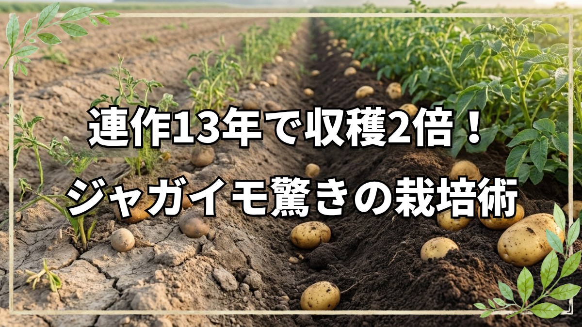 連作13年で収穫2倍！ジャガイモ栽培術