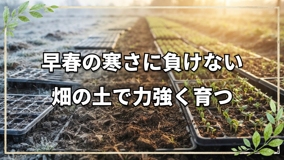 早春の寒さに負けない種まき技術｜レタスとミニトマトの発芽を促す自然栽培の工夫