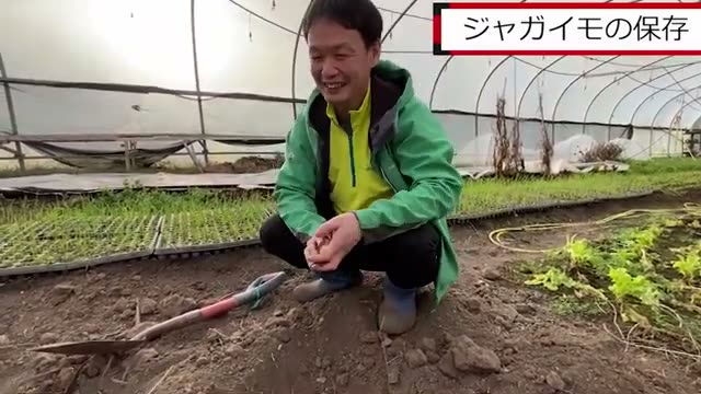 ジャガイモの冬越し保存法|冷蔵と土中保存の実際