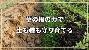 自然栽培の畝作りと種の保存術