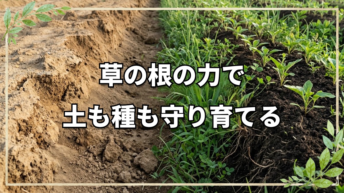 自然栽培の畝作りと種の保存術