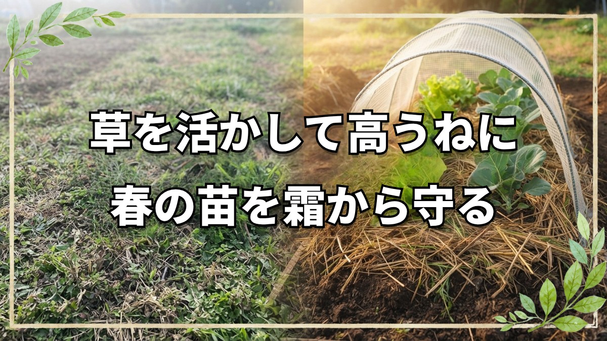 草地からの畝作りと昨年の畝の管理方法｜自然栽培の春の準備と霜対策