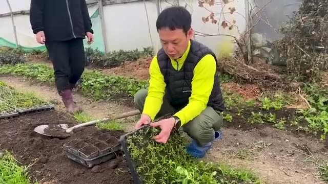 徒長した苗をリセットする移植のポイント