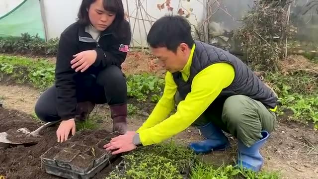 移植後の管理と霜対策