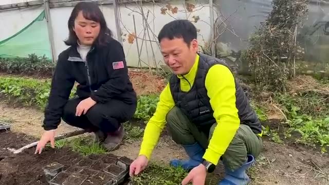 自家採種13年のソラマメ栽培とポット育苗の利点