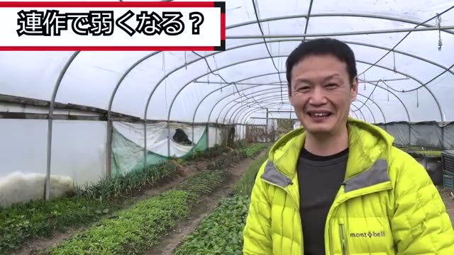 連作障害は起こるのか|土のみで育てる自然農法の基本