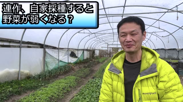 自家採種を続けると野菜は弱くなるのか