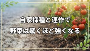 自家採種と連作で野菜は強くなる