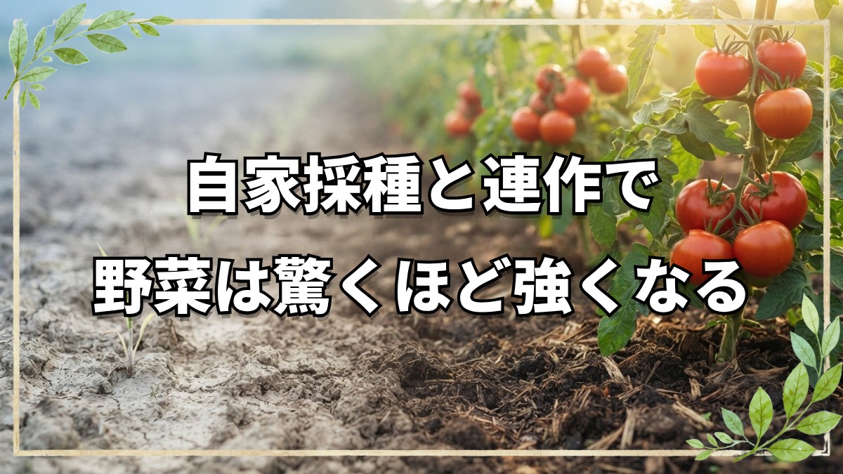 自家採種と連作で野菜は強くなる