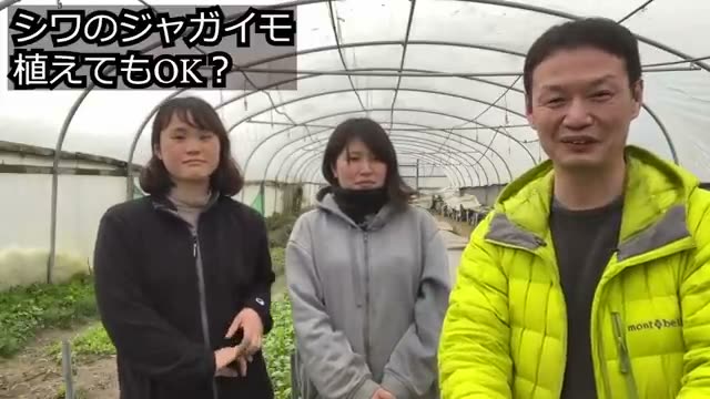 シワシワになった種芋の植え付けと芽の向き