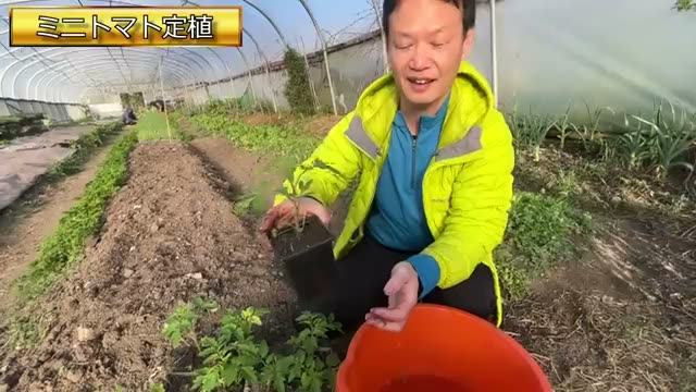 定植前の吸水処理と苗の扱い方