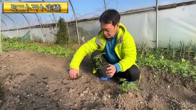 畝のサイズと千鳥植えの配置