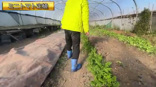 畝の側面を活かした立体的な栽培