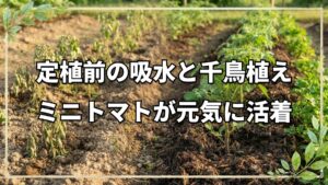 【自然栽培】ミニトマト定植の手順と活着を促す水やりの秘訣