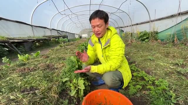 5. 病気や害虫(アブラムシ)が出たときの捉え方