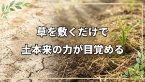 草マルチで土の力を活かす実践のコツ