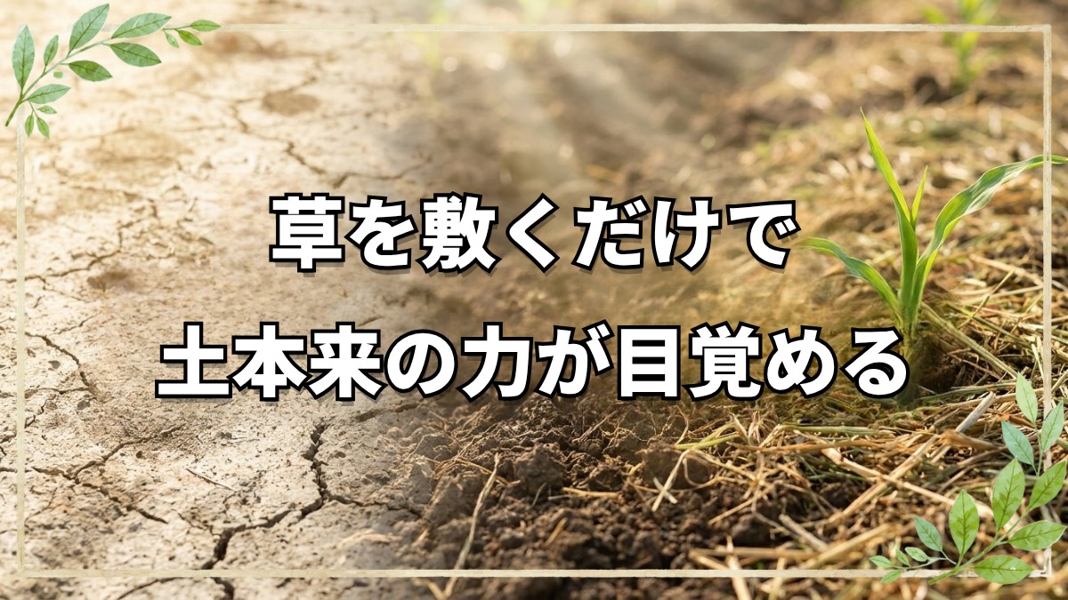 草マルチで土の力を活かす実践のコツ