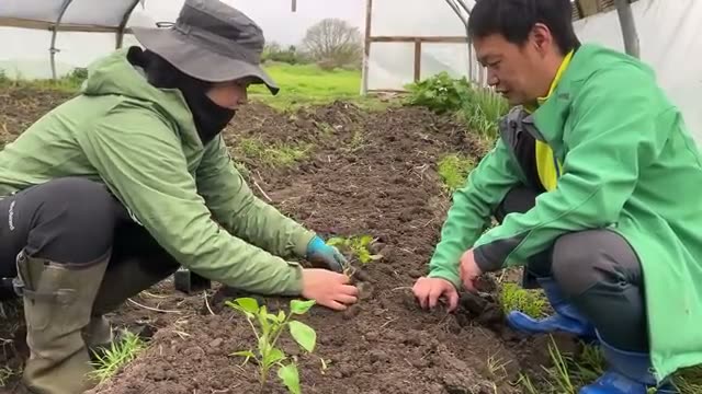 3. 自家採種18年・連作14年|生命力を引き出すトマトの定植