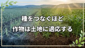 自家採種と連作で作物が土地に適応する