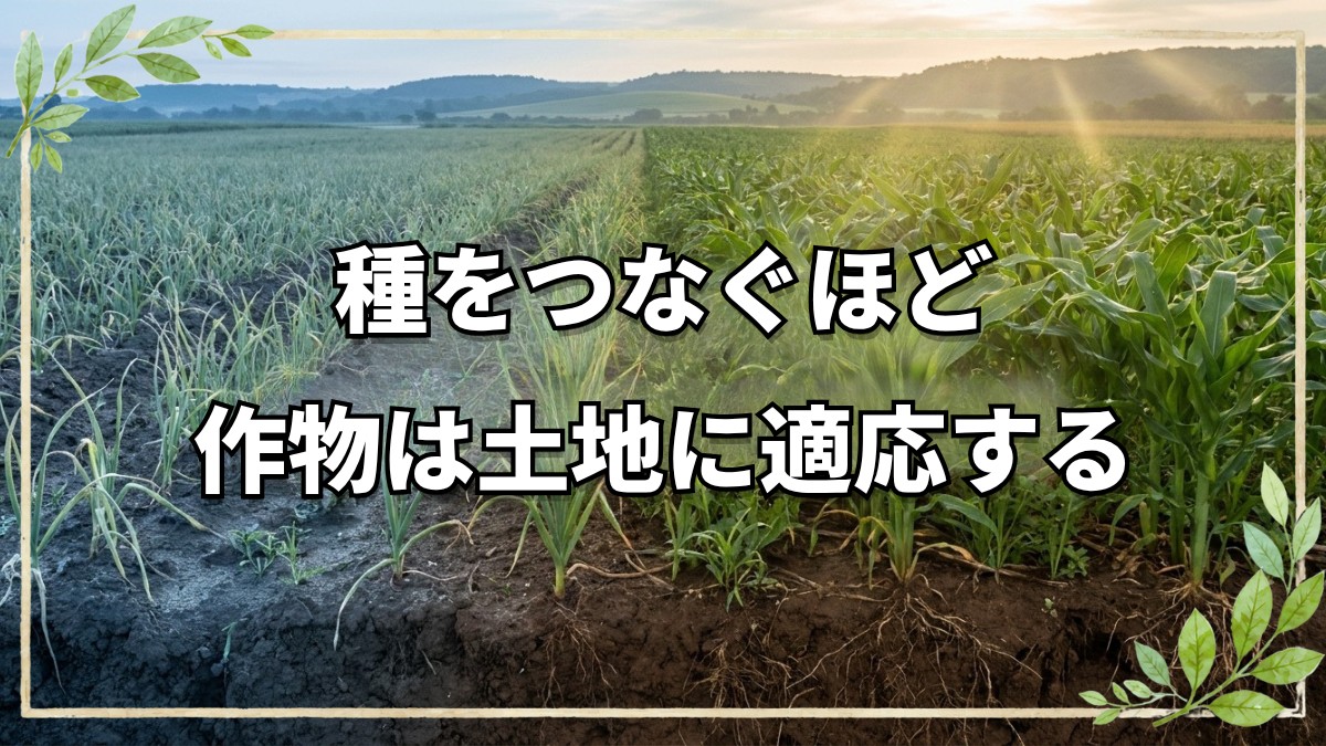 自家採種と連作で作物が土地に適応する