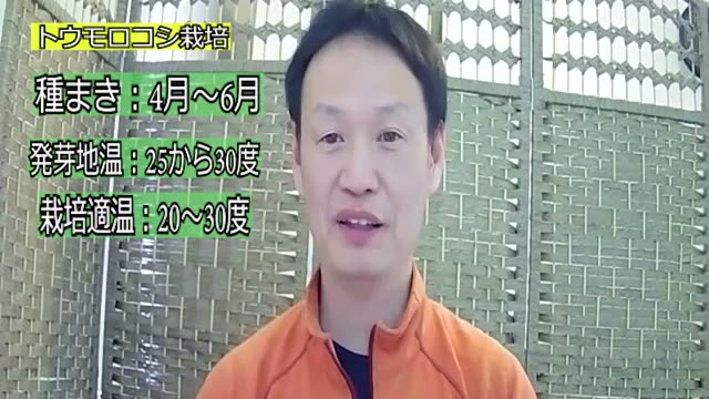 雄穂の開花期に行う水やりと土寄せ