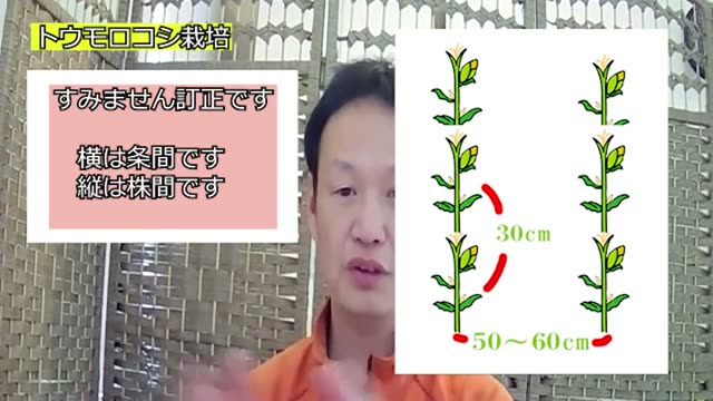 1株1果に絞る摘果と分げつの判断