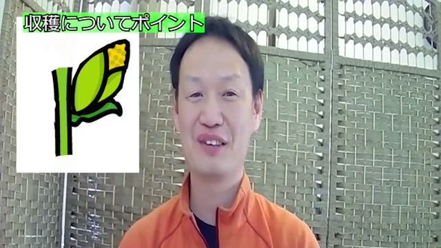 トウモロコシの基本特性と受粉を助ける植え方