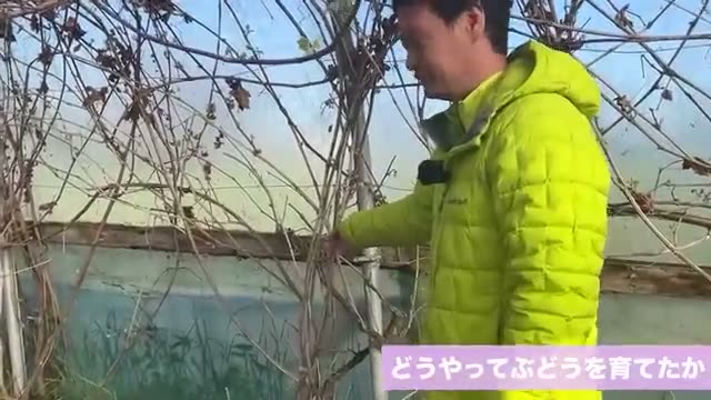 道法スタイルから独自の手法へ移行した剪定管理