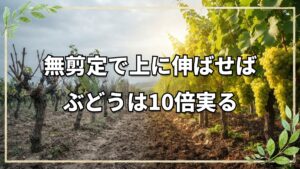 無剪定の自然栽培ぶどうが10倍実る理由