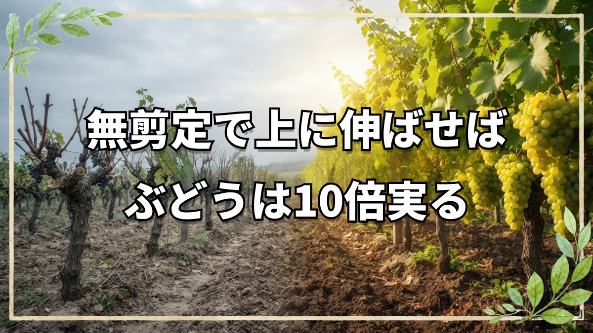 無剪定の自然栽培ぶどうが10倍実る理由