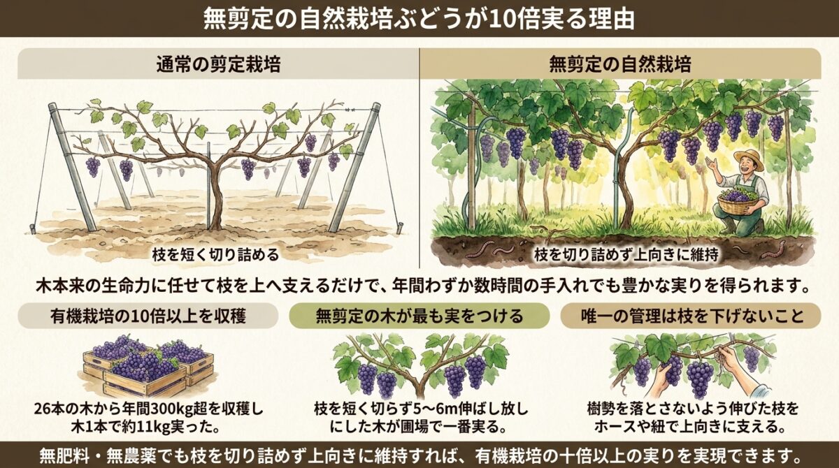無剪定の自然栽培ぶどうが10倍実る理由